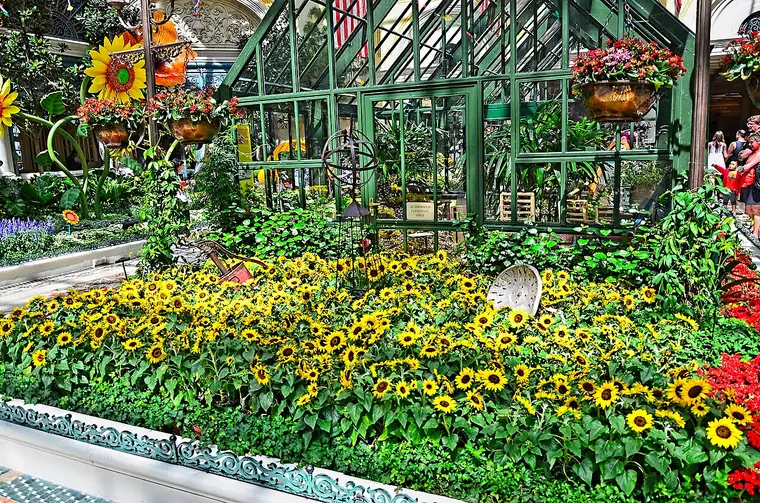 ベラージオ植物園の温室にひまわりが敷き詰められた展示
